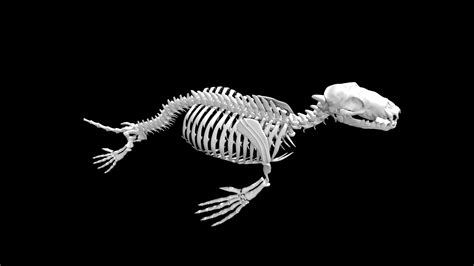 Seal Skeleton Model - TurboSquid 1886444