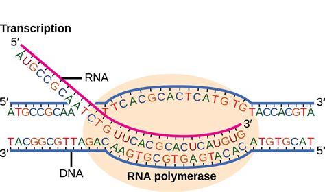 Biology 2e, Genetics, Genes and Proteins, Prokaryotic Transcription ...