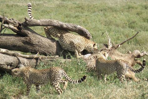 Cheetah Cubs get Cheetah Hunting lessons from Mom - Saving Wild