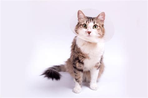 Premium Photo | Cute cat wearing a cone collar on a white background ...