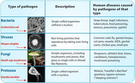 What Are The Different Types Of Pathogens | Images and Photos finder