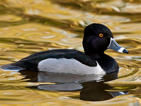 Ring Necked Duck Hunting - Waterfowlers Challenge