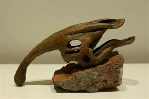 Art & Collectibles Art Objects Parasaurolophus Skull Dinosaur Fossil ...