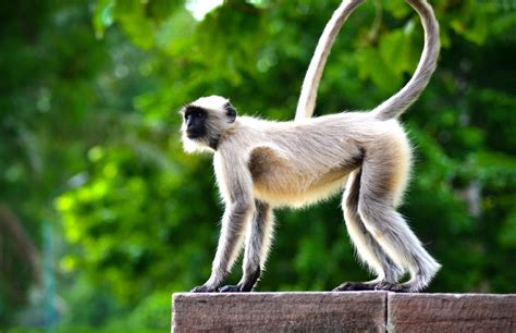 9 Facts About The Spider Monkey You Won't Read Anywhere Else | Fact City