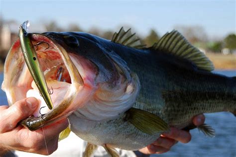 The 10 Best Bass Lures of 2024 - WooFish.com