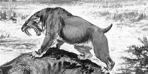 Ice Age Saber-toothed Cats and Dire Wolves Suffered From Diseased ...