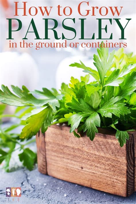 How to Grow Parsley at Home - The Kitchen Garten