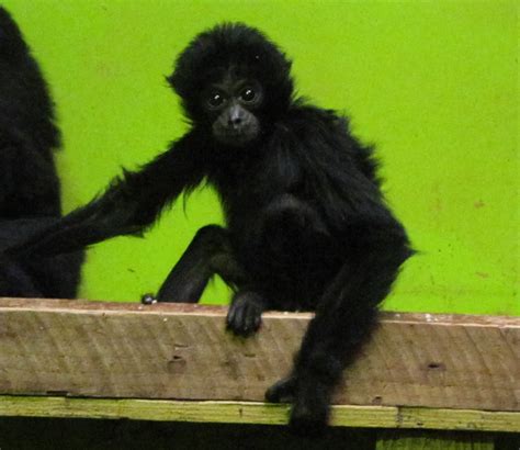 baby siamang | ZooChat