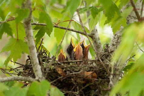 Baby Mockingbird: All The Facts You Need to Know - Bird Nature