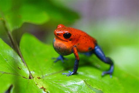 Poison Frog | San Diego Zoo Animals & Plants