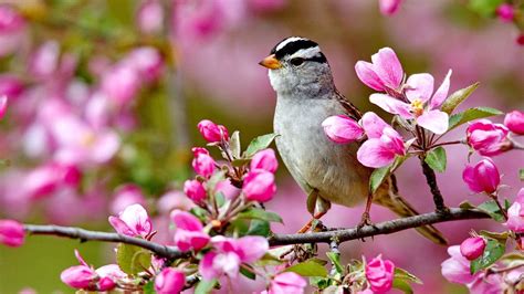 Flowers Birds Wallpapers - Top Free Flowers Birds Backgrounds ...