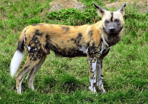 African Wild Dog Facts: Attractive and Endangered Animals - Owlcation