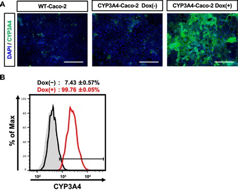 CYP3A4 expression analysis in CYP3A4-Caco-2 cells. The cells were ...