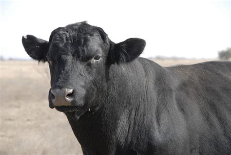 What is Trichomoniasis (Trich) in Cattle? - Protect Your Herd | Behind ...