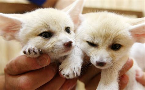 Zorros Fennec como mascotas: ¿son adecuados para usted? | Share me