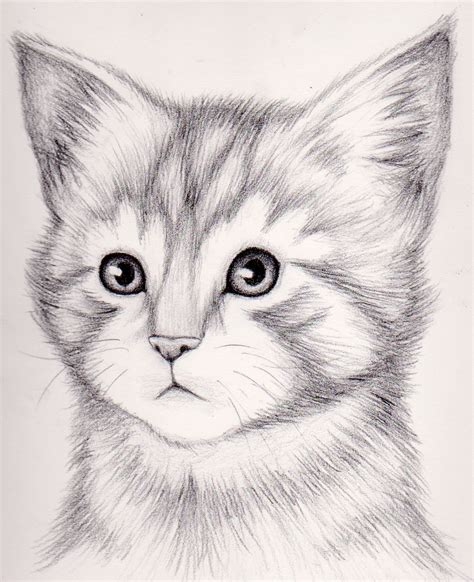 How To Draw A Realistic Cat at Drawing Tutorials