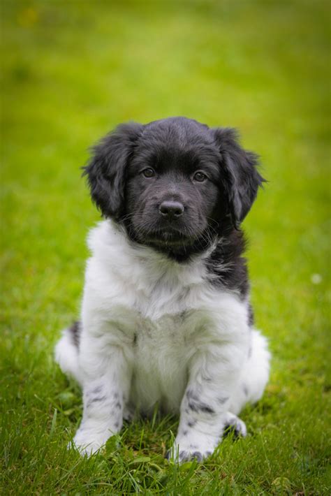 Adorable photo of a Stabyhoun puppy... Shared - Image of Stabyhoun (Dog ...