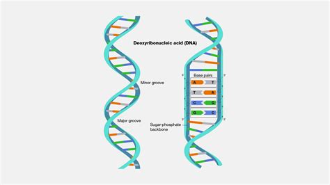 Deoxyribonucleic Acid (DNA) and Ribonucleic Acid (RNA) | Notes, Videos ...