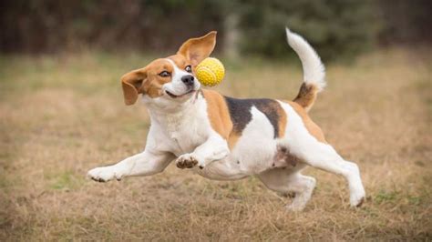 9 Best Dog Ball Launchers: Compare, Buy & Save 2020 | Heavy.com