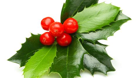 How To Successfully Grow And Care For Holly Bushes