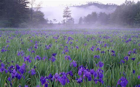 Purple Irises Wallpapers - Wallpaper Cave