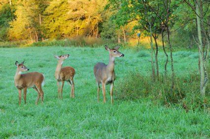 Whitetail Deer Fawn Fall