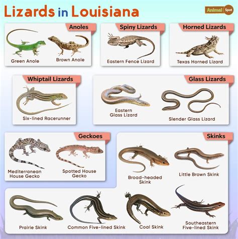 Types Of Lizards