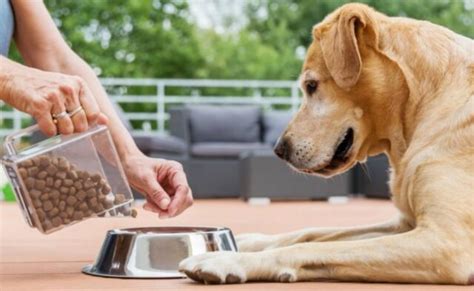 5 Pet Care Tips for New Owners - Atlanta Celebrity News