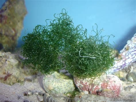 Different Types Of Algae In Saltwater Aquarium - Aquarium Views