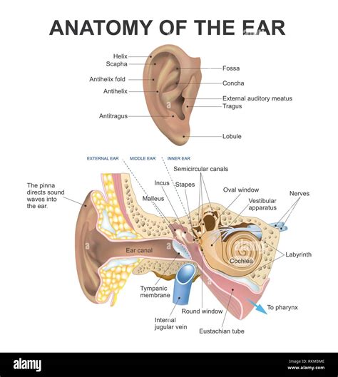 Middle Ear Ossicles Anatomy