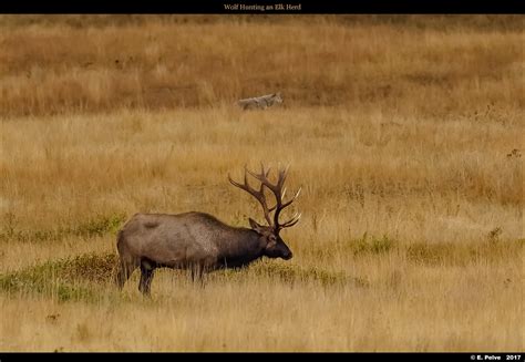 Wolf Hunting an Elk Herd | Olympus OM-D E-M1 MKII with Olymp… | Flickr