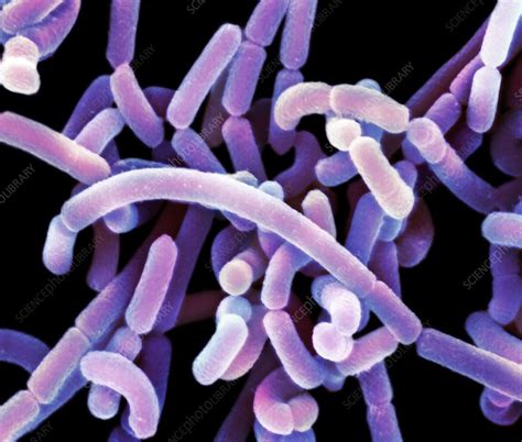 Lactobacillus acidophilus bacteria, SEM - Stock Image - C055/7275 ...