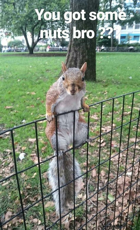 A squirrel in madison square park wants some nuts. - 9GAG