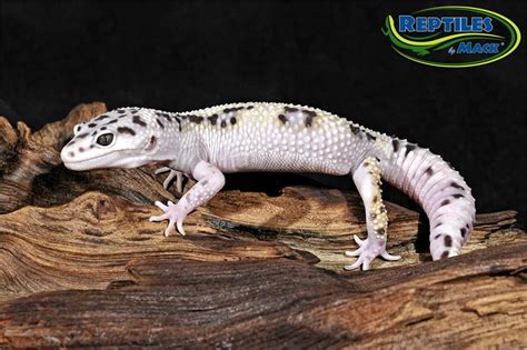 Leopard Gecko Care Sheet – Reptiles by Mack