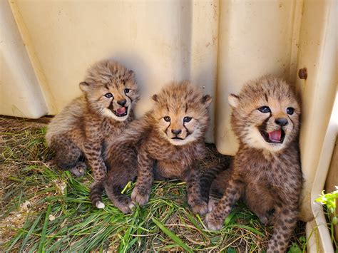 Smithsonian’s National Zoo Seeks Help in Naming Four Cheetah Cubs ...