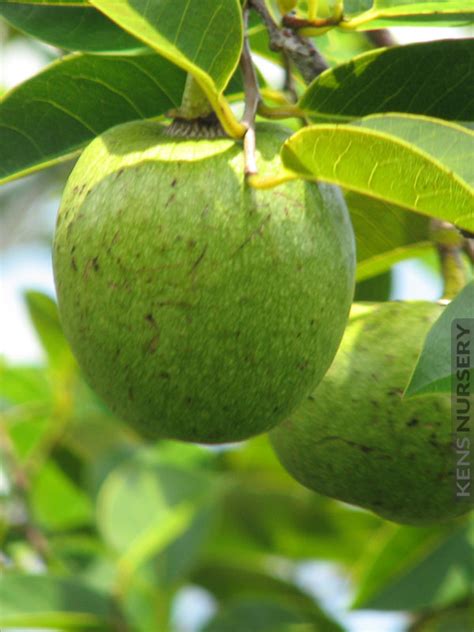 4 Delicious Tropical Pond Apple Trees – Kens-Nursery