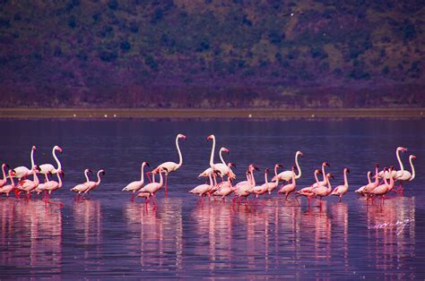 flamingos lake nakuru... picture by Umang Jeshani | Kenya safari ...