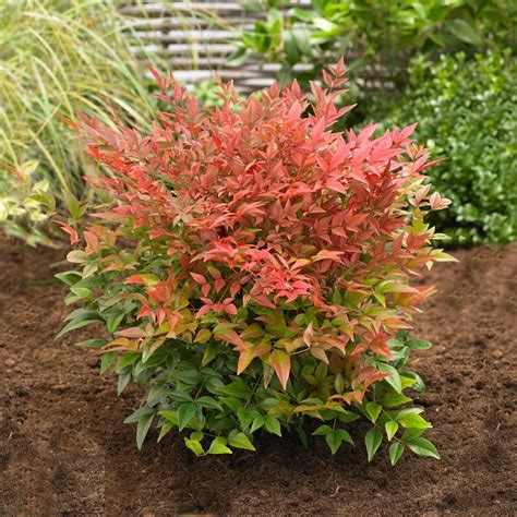 Obsession Nandinas for Sale | BrighterBlooms.com | Shrubs for ...