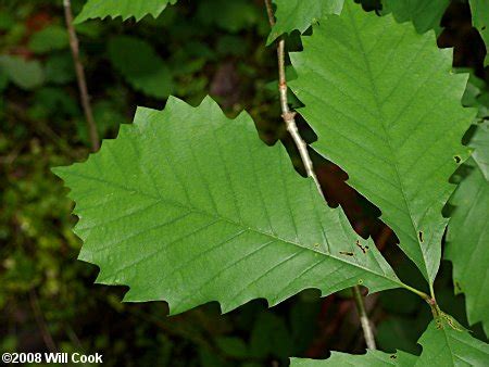 Chinkapin Oak (Quercus muehlenbergii)