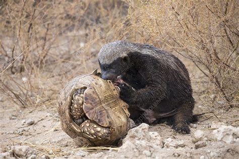 Honey Badger eating leopard tortoise - Stock Image - F023/2206 ...