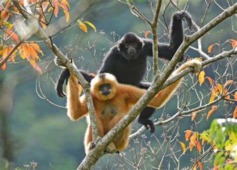 Saving the singing and swinging ape of China’s Hainan Island ...