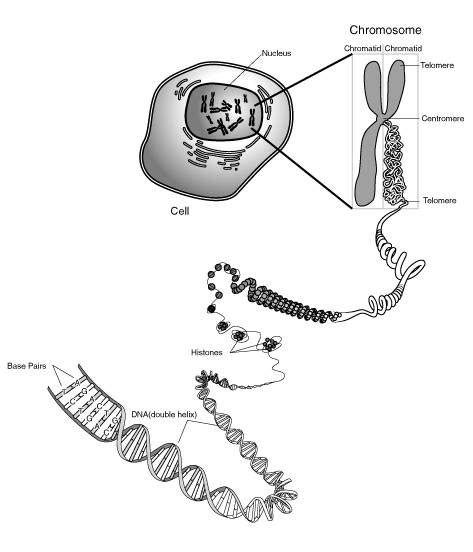 Diagram of Chromosome Structure - Online Biology Dictionary