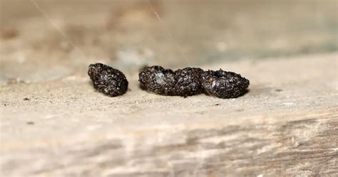 Bat Droppings vs Mouse Droppings: A Comprehensive Guide