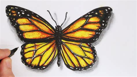 How to Draw a Realistic Butterfly: Time Lapse - YouTube