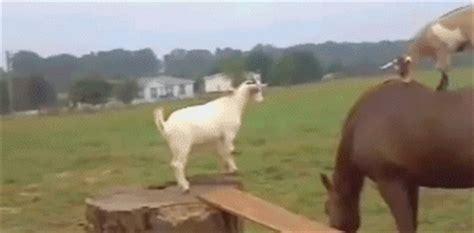 IRTI - funny GIF #7058 - tags: goats jump horses back field