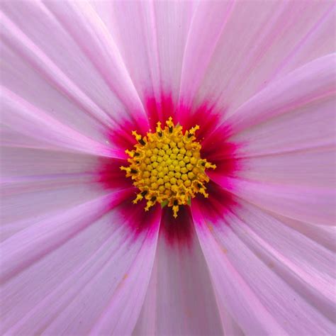 Extreme Close Up of the Flower Stamen and Petals of a Cosmos Plant ...