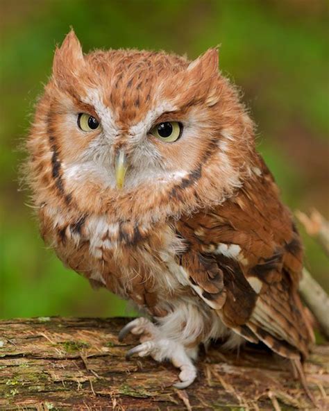 Búho oriental #barnowls | Screech owl, Baby owls, Eastern screech owl