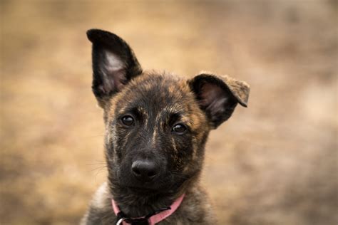 Are Dutch Shepherds Good Family Dogs