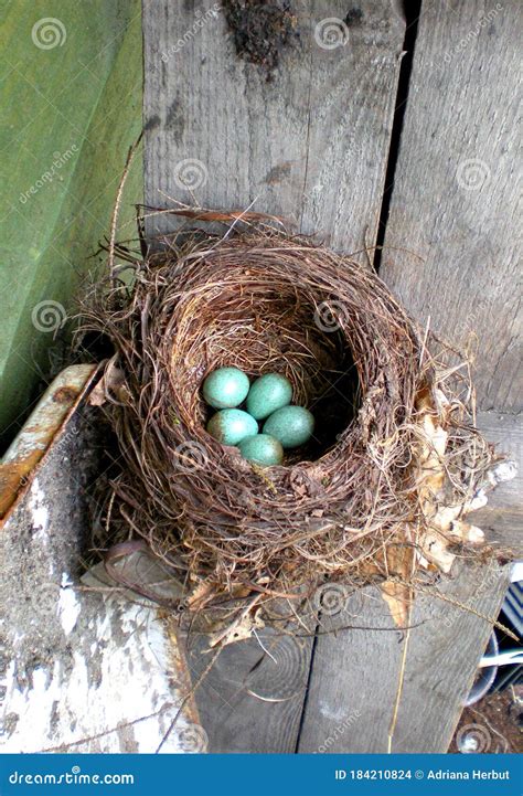 Bird Nest of Common Blackbird Turdus Merula Stock Photo - Image of ...