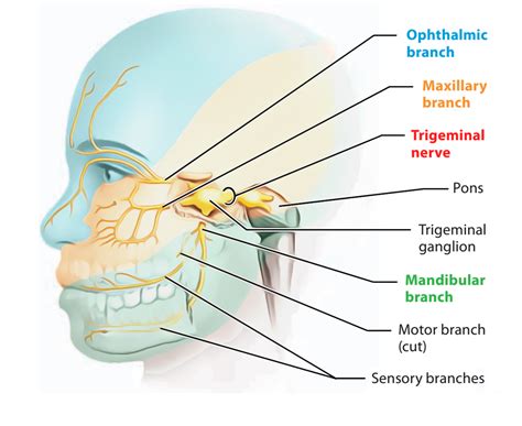 FIFTH CRANIAL NERVE-TRIGEMINAL NERVE